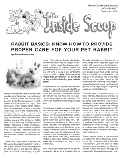 RABBIT BASICS: KNOW HOW TO PROVIDE PROPER CARE FOR