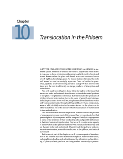 Translocation in the Phloem