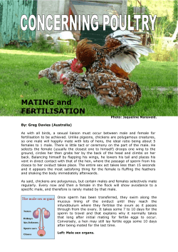 Mating and Fertilization - Aviculture Europe