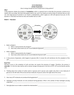 4.4-4.6 Worksheet Cellular Respiration How is energy transferred