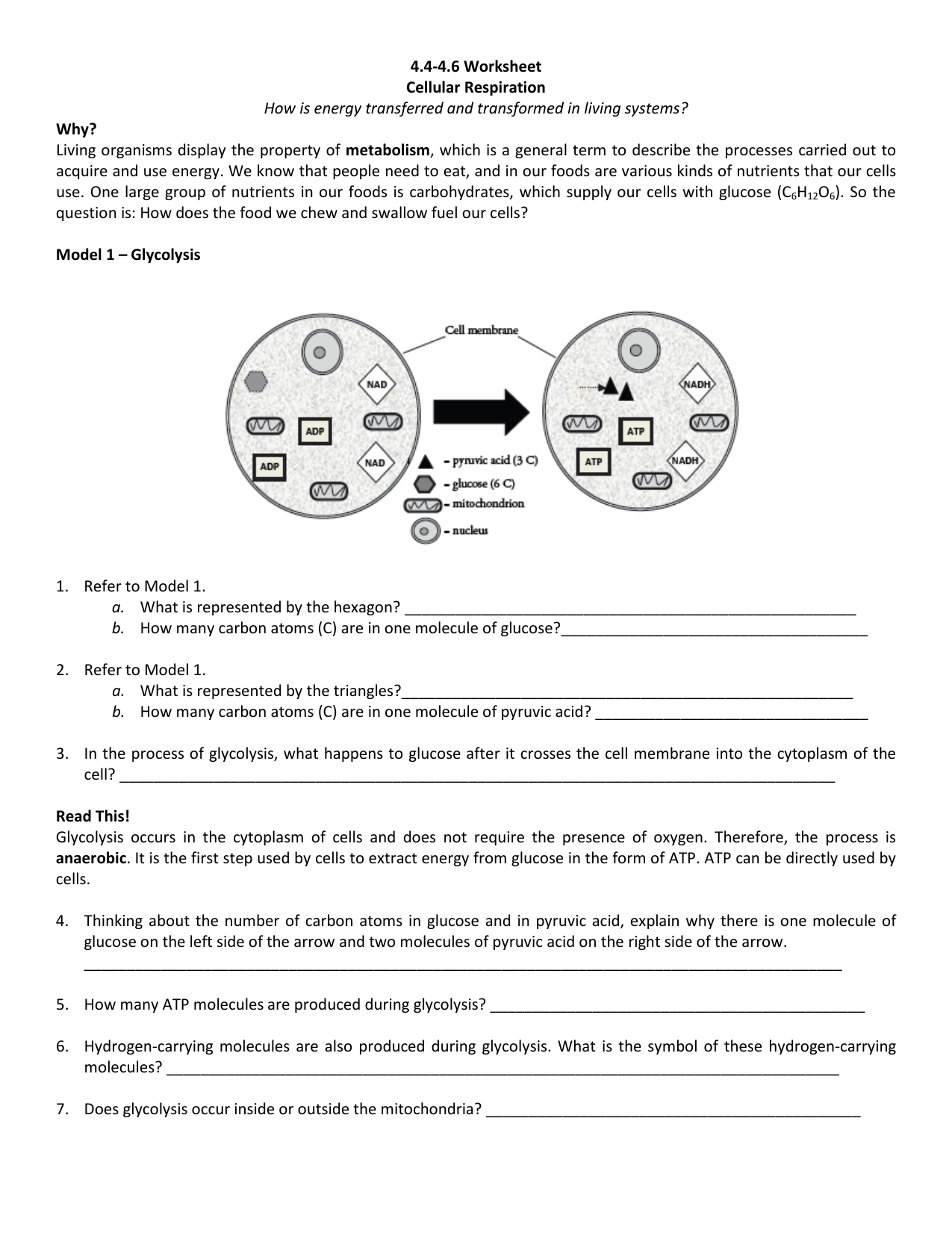 25.25-25.25 Worksheet Cellular Respiration How is energy transferred In Cellular Respiration Worksheet Answer Key