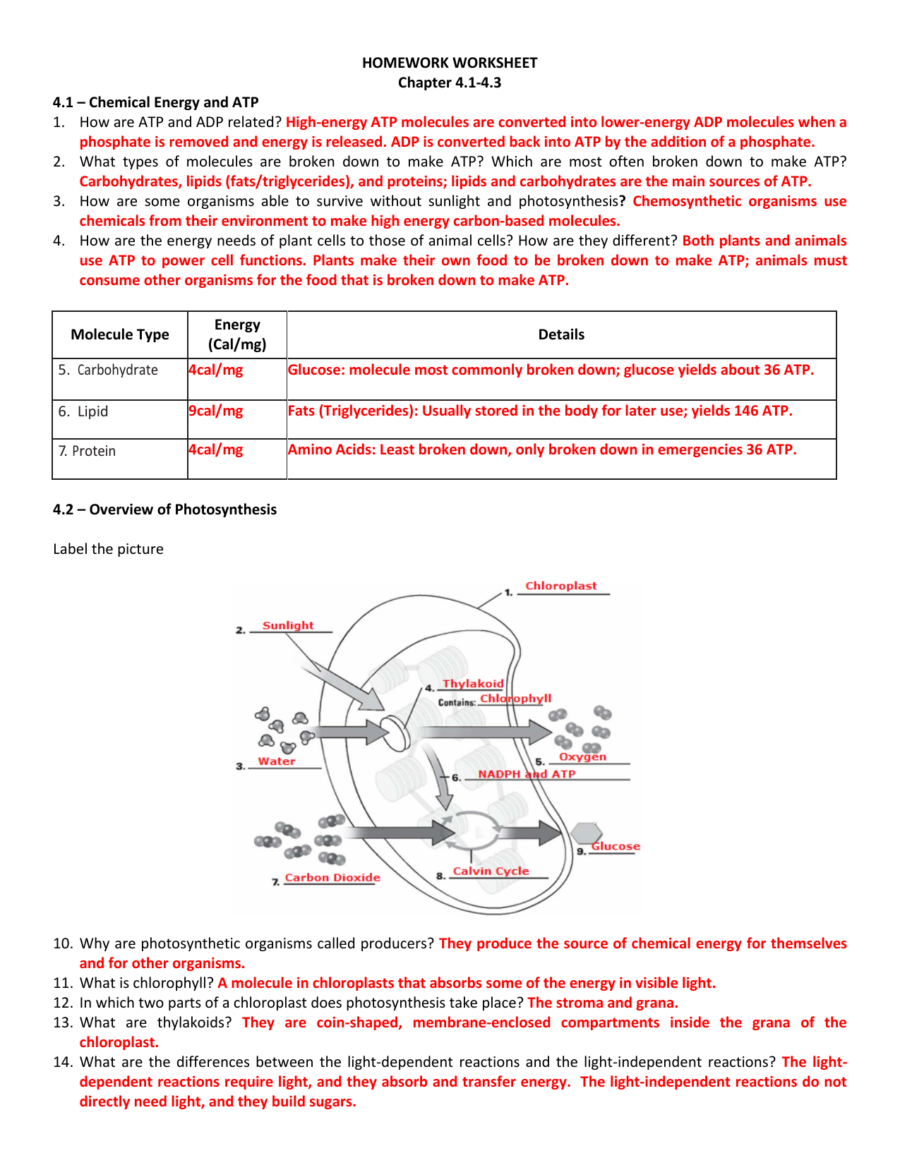 Atp Worksheet Answer Key