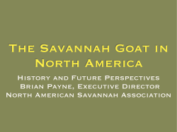 Savanna Goat in North America - North American Savannah